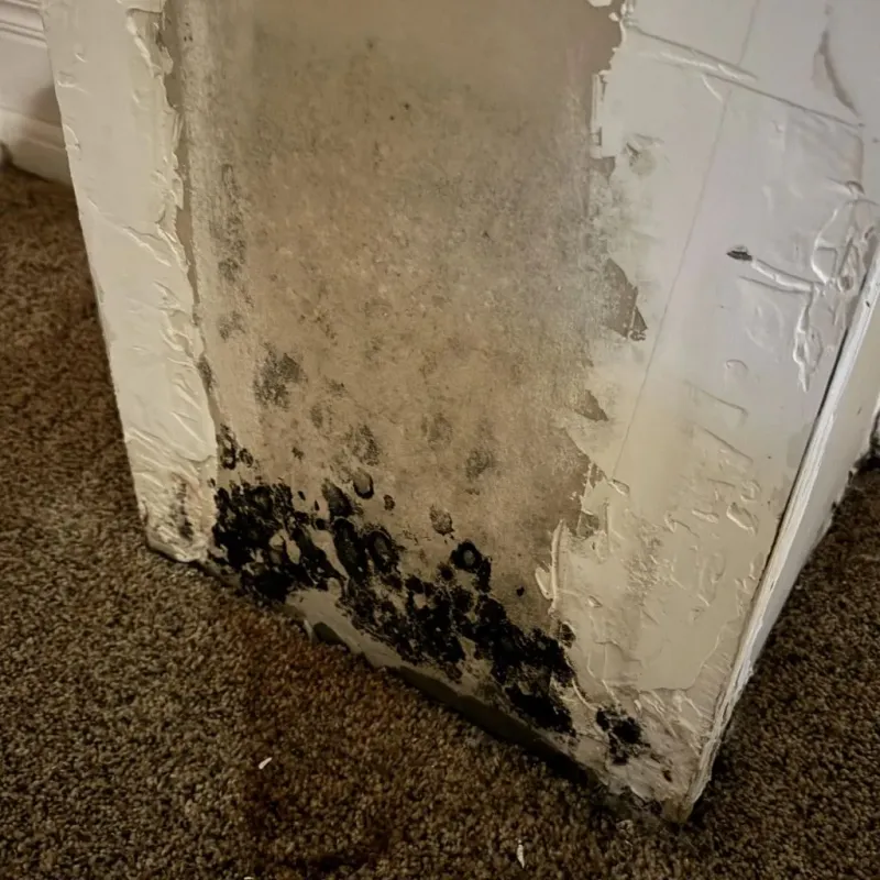 Professional Mold Removal in Redland, TX